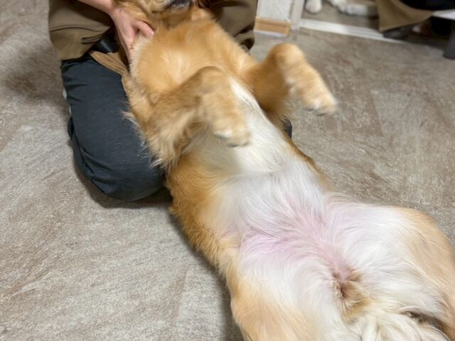 わんこ達の可愛いショットもたくさん紹介してくださります。_大型犬ふれあいカフェ ほっとひと犬