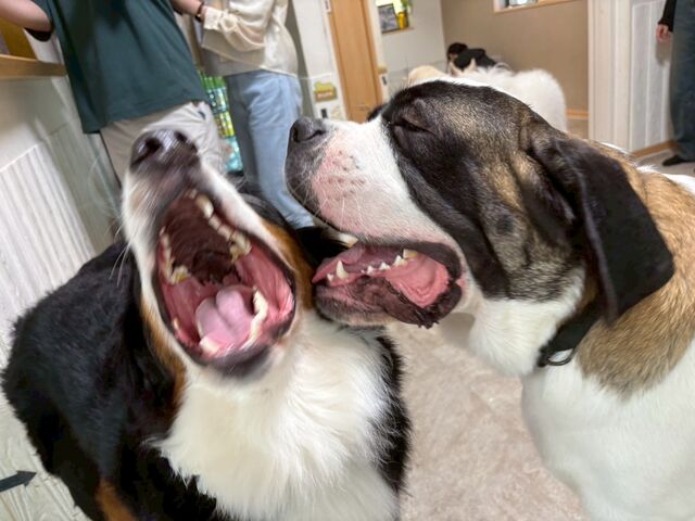 大迫力のワンプロ!すごく楽しそうに戯れあってました!_大型犬ふれあいカフェ ほっとひと犬