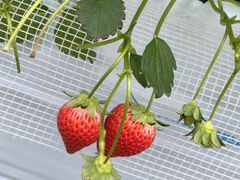 ゆいまーるFARMの写真1