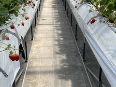 ゆいまーるFARMの写真2