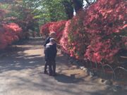 サンプルさんの沼田公園のつつじの投稿写真1