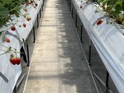 こもどさんのゆいまーるFARMの投稿写真2