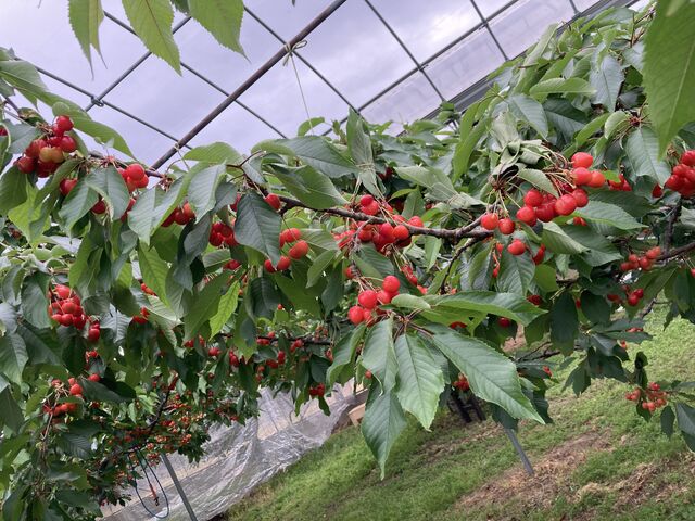 真っ赤なさくらんぼがいっぱい実ってました。_中塚農園
