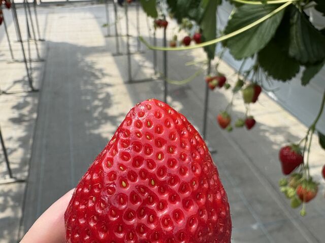 大きな苺_TAiSHi farm