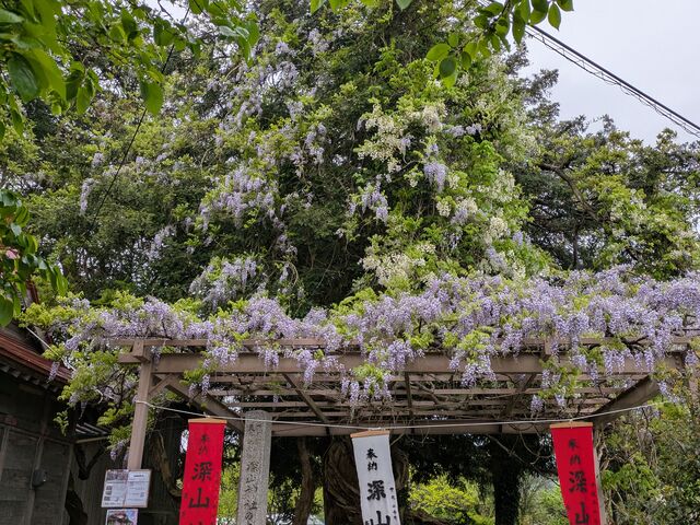 ゆん。さんの深山神社の大榧・大藤の投稿写真2