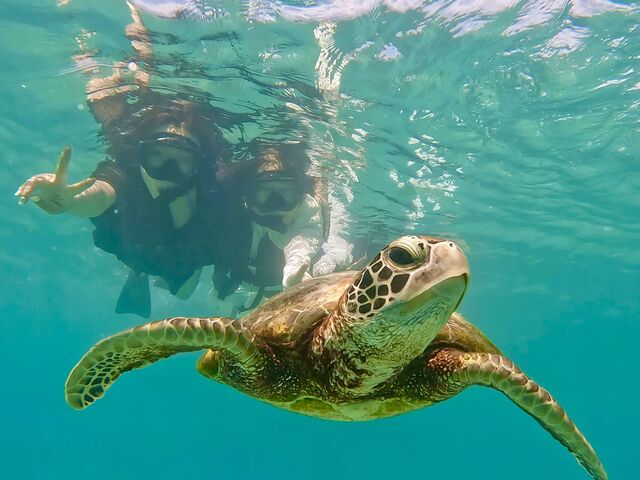 ウミガメがすぐそこに!_Nami宮古島