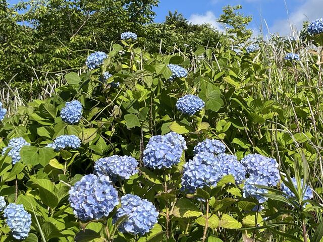 紫陽花_高塔山公園のアジサイ