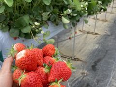 斉藤いちご園の写真1