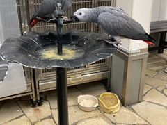 ショコラさんの鳥のいるカフェ千駄木店への投稿写真1