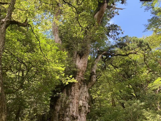 縄文杉の偉大さは写真では伝わらないです。_屋久島ガイド21EC-K