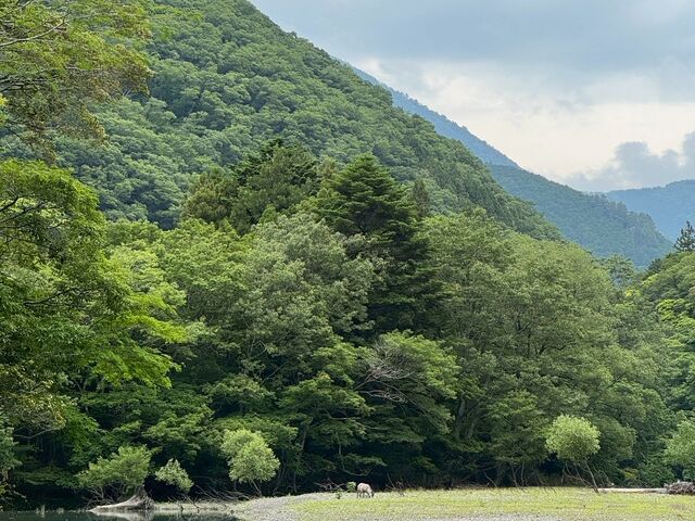 小さいけど、カモシカ。_ダッキーズ