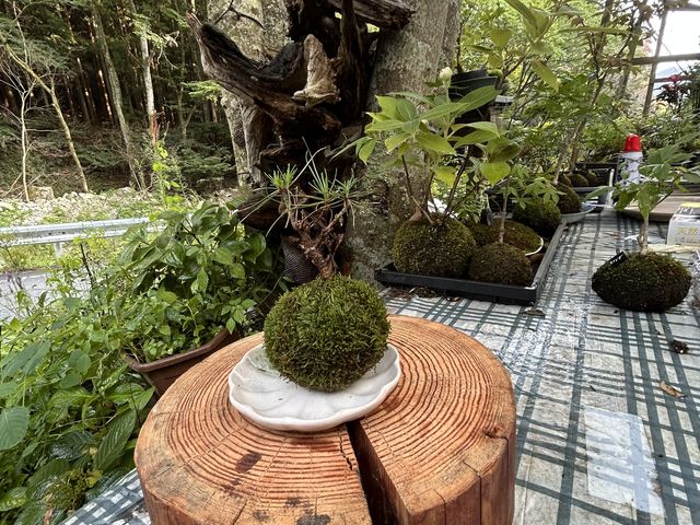 苔玉_苔玉工房 TACHIOKAYA