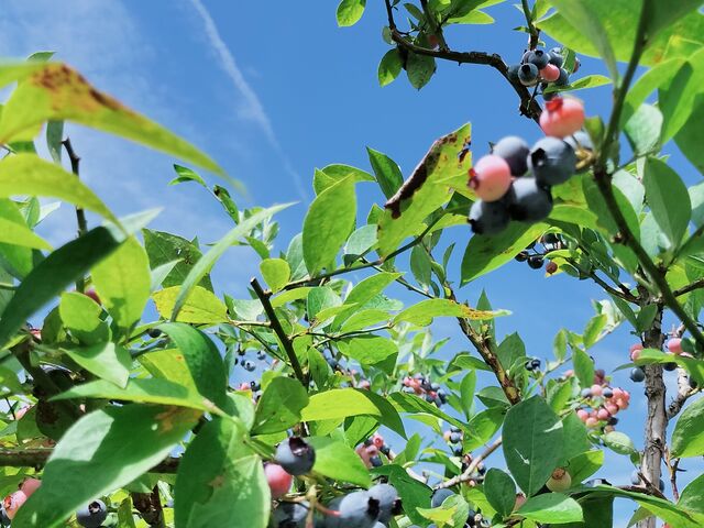 夏の思い出_あしがらフルーツ村