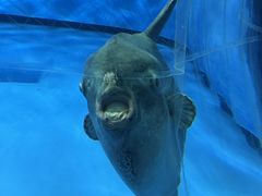 アクアワールド茨城県大洗水族館の写真1