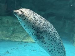 アクアワールド茨城県大洗水族館の写真2