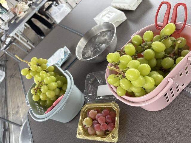 収穫してこれから食べます_宇都宮ぶどうの杜