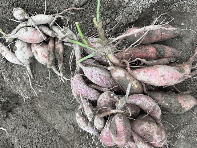 まりっぺさんのはしりFarmの投稿写真1
