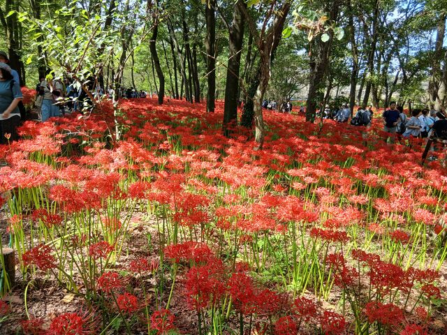 奥行きがすごいんです。写真で表わせないのが残念。_ひだか 巾着田