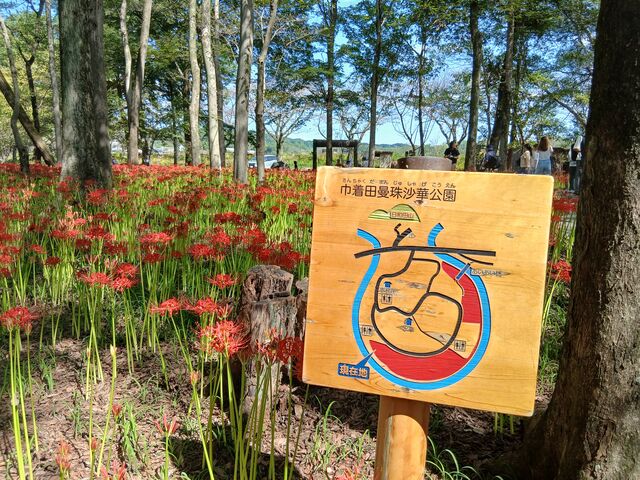 案内板を見ると、確かに巾着の中の花畑です。_ひだか 巾着田