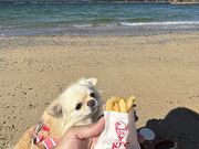 チビココさんの浦ノ浜の投稿写真2