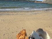 チビココさんの浦ノ浜の投稿写真3