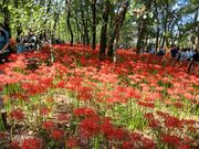 いざのりさんのひだか 巾着田の投稿写真1