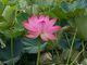 hidepoさんの城沼の花ハスへの投稿写真3