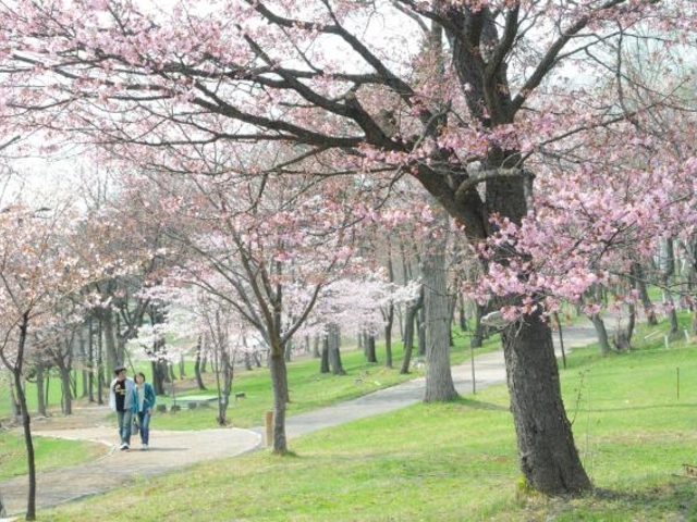 桜山公園の桜