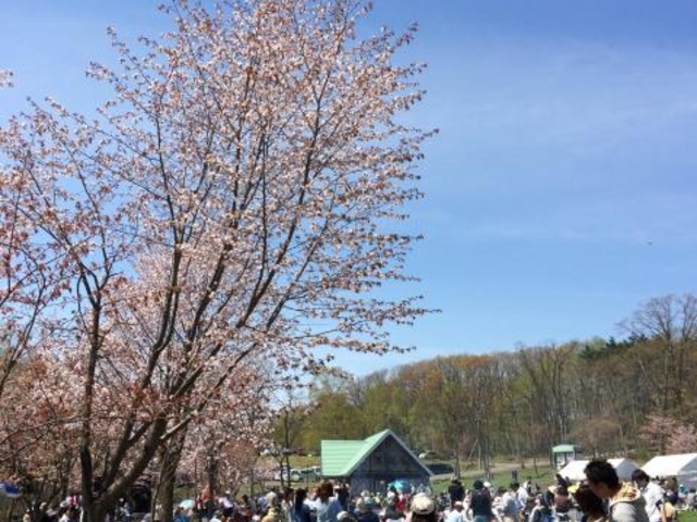 桜山公園の桜