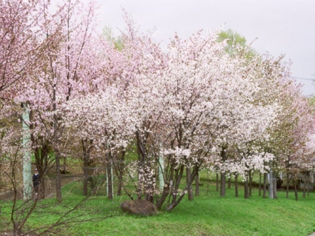 桜山公園の桜