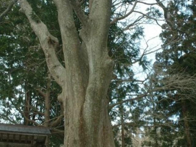 藩公墓所の大欅の写真1