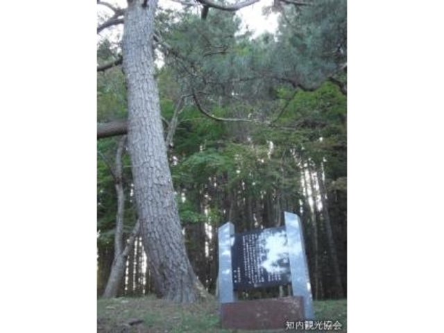 荒神社の黒松の写真1