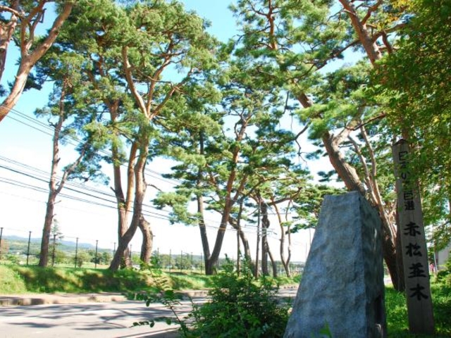 国道5号線 赤松並木の道