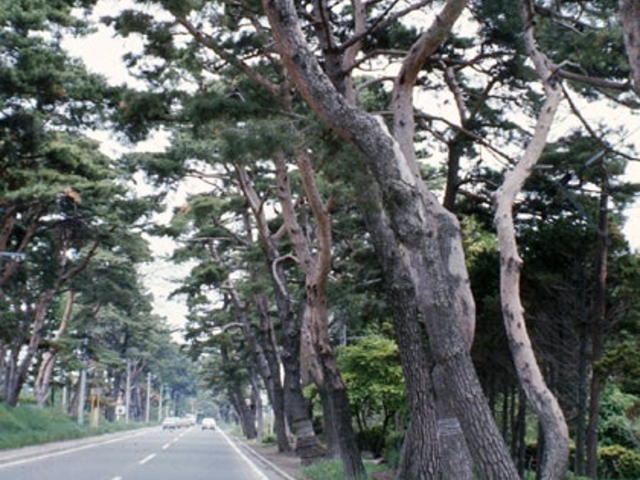 国道5号線 赤松並木の道