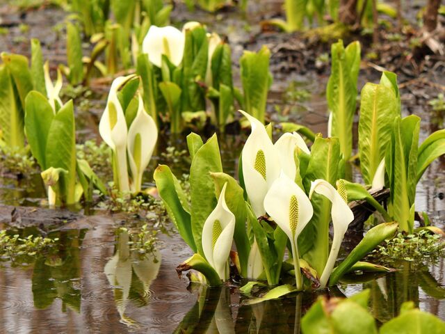 大沼の水芭蕉