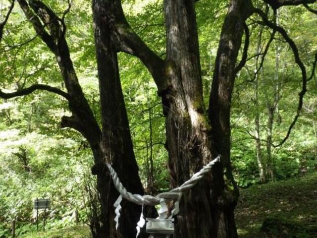 連理の木「縁桂」の写真1