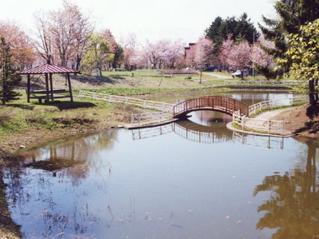 金比羅公園の桜の写真1