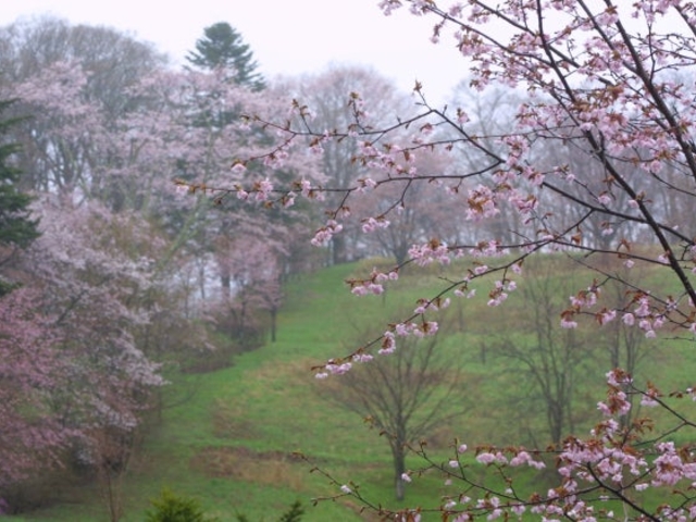 義経公園の桜の写真1