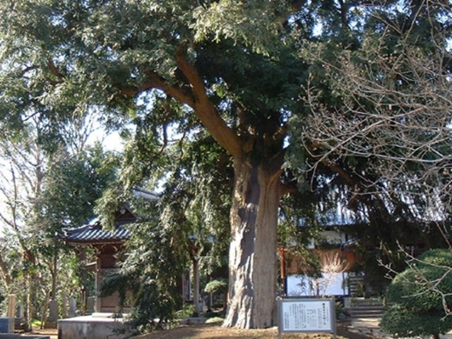 東源寺の榧の木の写真1