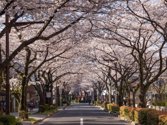 桜(立石さくら通り)