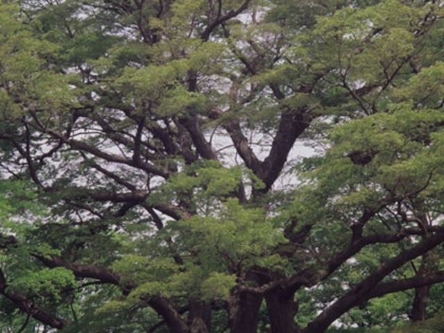 竹内家の大けやきの写真1