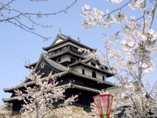 松江城山公園の桜