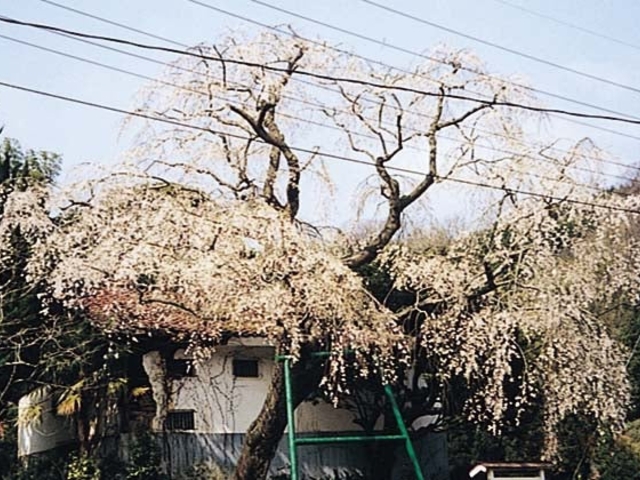山本の白枝垂桜の写真1