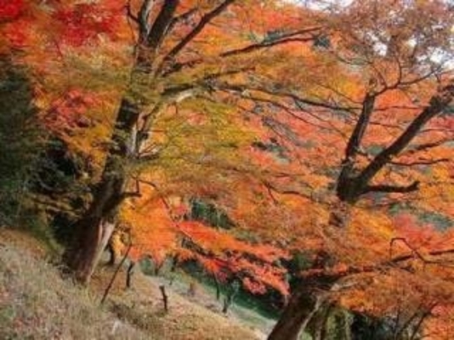 天神山/つつじの写真1