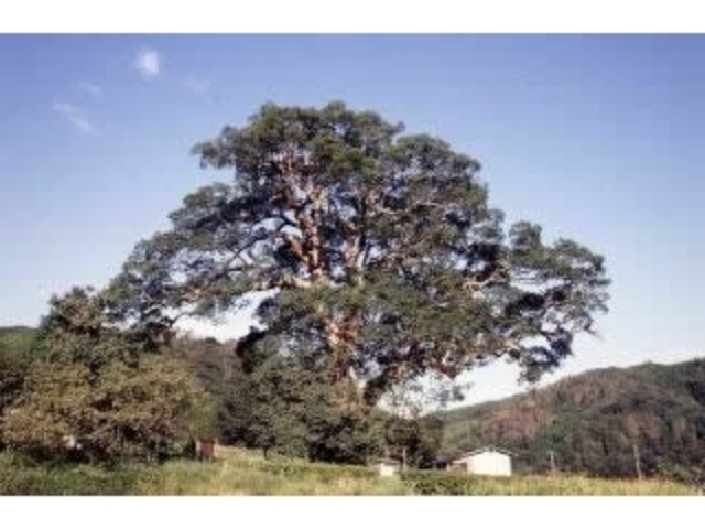 大元神社跡の樟の写真1