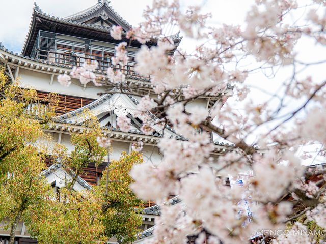 春は400本を超える桜が広島城を彩ります_広島城