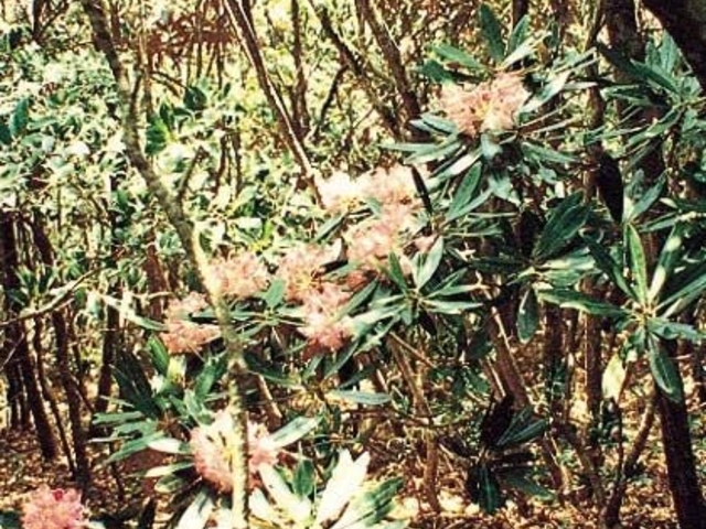 五家原岳のシャクナゲの写真1