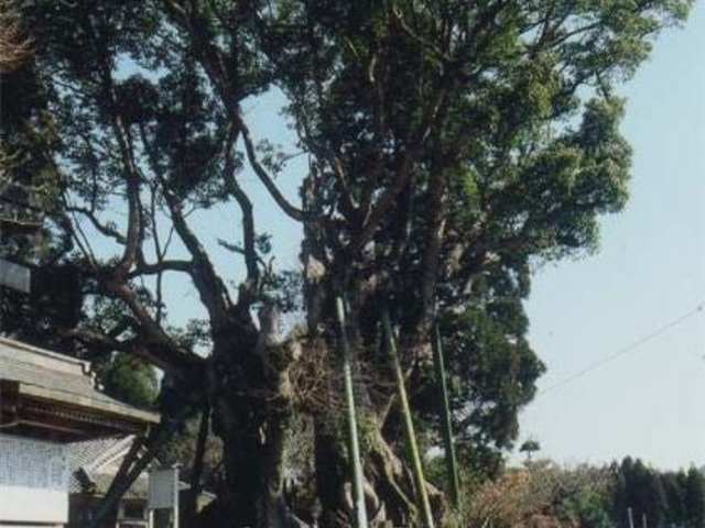 川辺の大クスの写真1