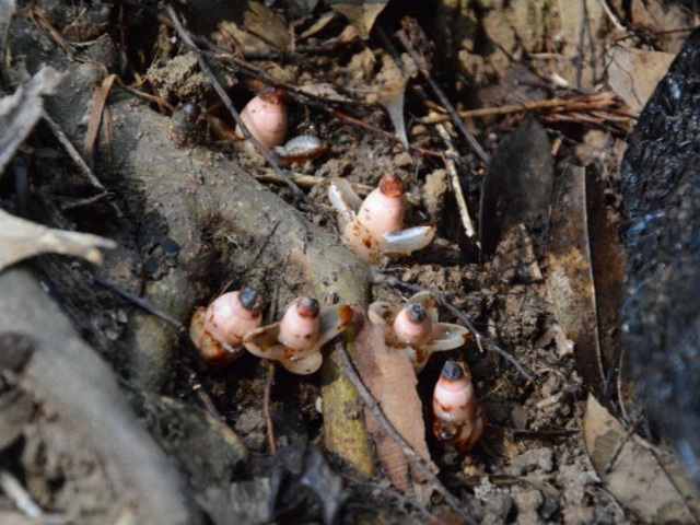 ヤッコソウ発生地の写真1