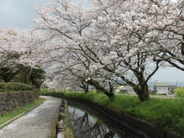 日当山千本桜の写真1